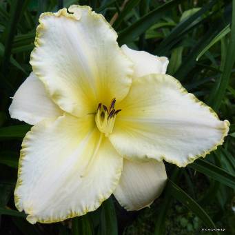  Лилейник гибридный Близард Бэй