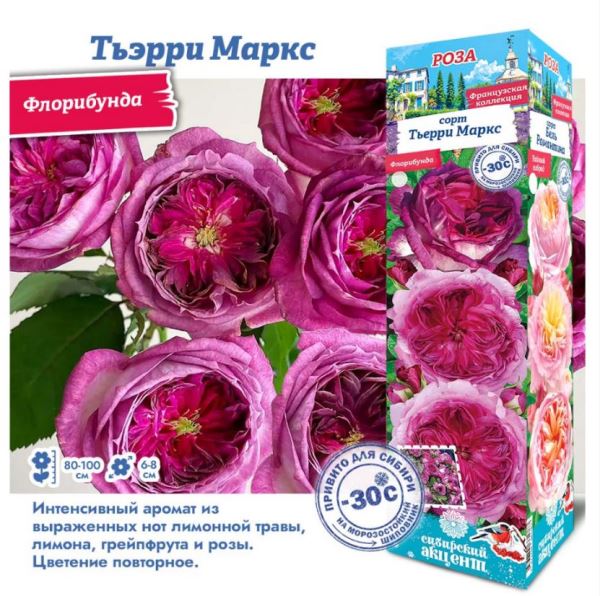  Роза флорибунда Тьэрри Маркс 