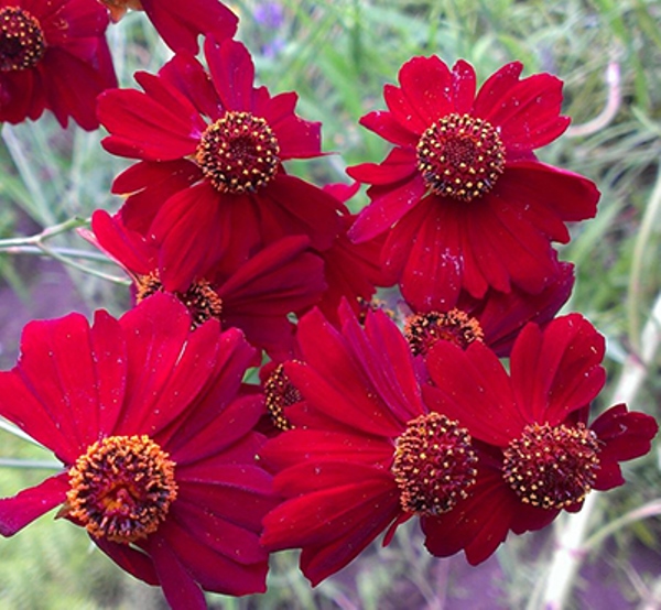  Кореопсис красильный амулет 0,1гр цв 