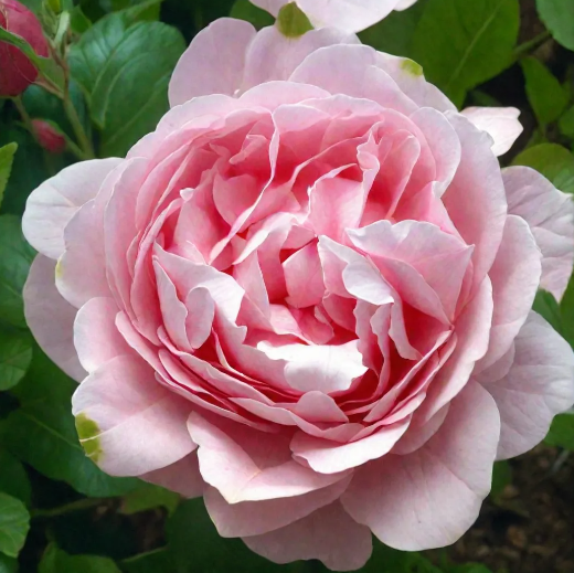  Роза чайно-гибридная Комтесс де Сегюр цв. этик