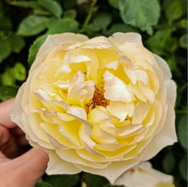  Роза японская Дафна 