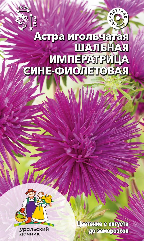  Астра Шальная императрица сине-фиолет Игольчатая Урал.Дачник