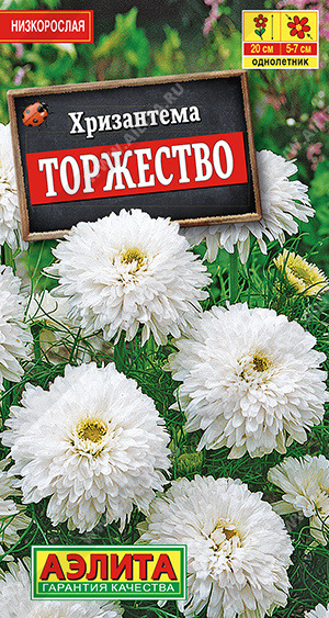  Хризантема Торжество букетная цв Аэлита 
