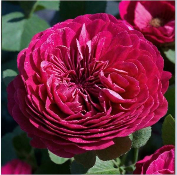  Роза английская Тесс