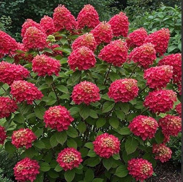  Саженцы Гортензия метельчатая Вимс Ред 