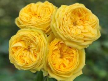  Роза спрей Каталина