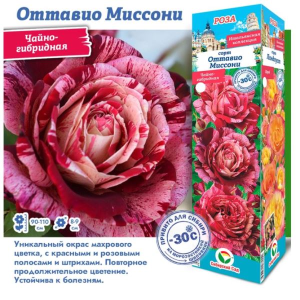  Роза чайно-гибридная Оттавио Миссони  