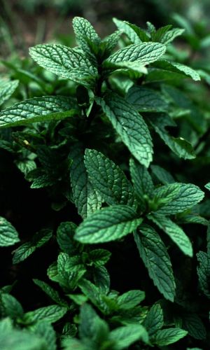  Мята Морозное утро цв Уральский Дачник