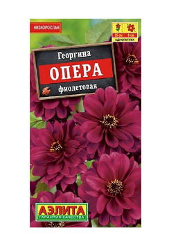  Георгина Опера фиолетовая цв.Аэлита