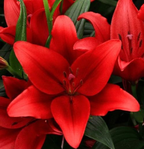  Лилия ЛА-гибрид Динамикс 12-14/К 5шт