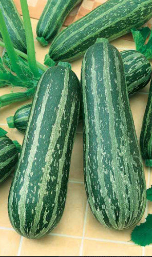  Кабачок Зебра 2 г Россельхозцентр