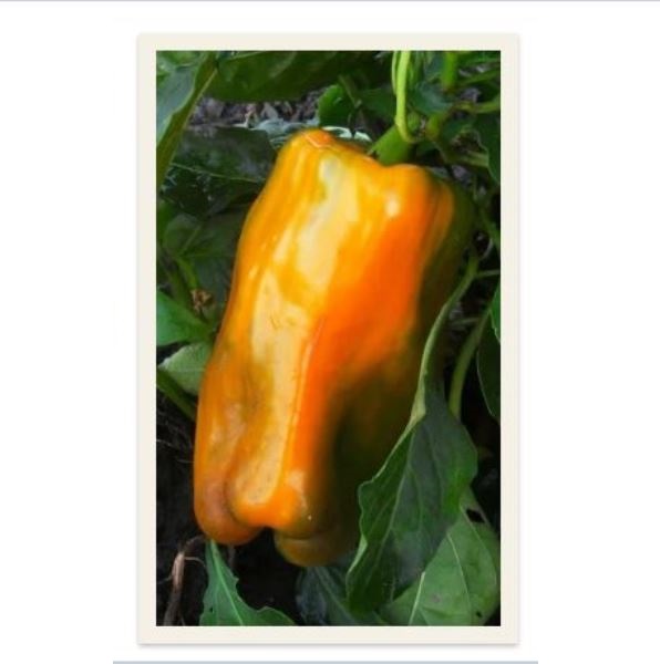  Перец сладкий Драйв F1 гиганские плоды цв Урал. Дачник 