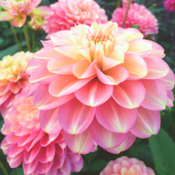  Георгина декоративная Милена Ф I/К