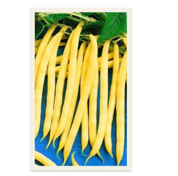  Фасоль спаржевая Масляный король цв Урал. Дачник