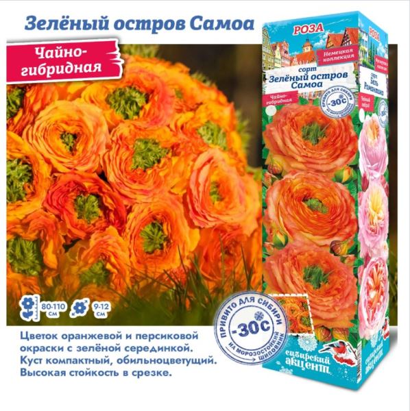  Роза чайно-гибридная Зеленый остров Самоа