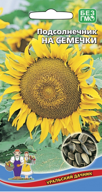  Подсолнечник На семечки цв Уральский Дачник