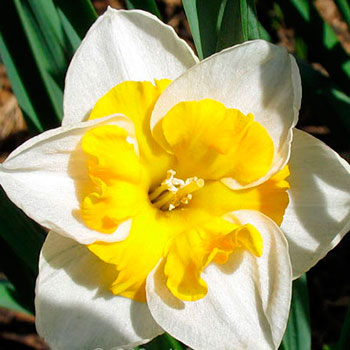  Нарцисс Лав Кол с расщепл. коронкой 12-14/К 5шт