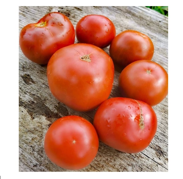  Томат Демидов 0,1г Россельхозцентр 