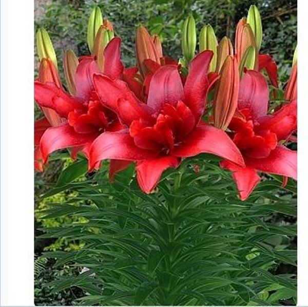  Лилия азиатская Болд Игл 12-14/К 3шт