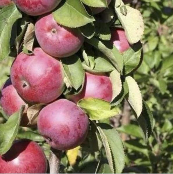  Саженцы Яблоня колоновидная  Есения 