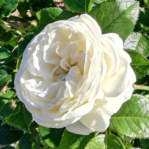  Роза шраб Артемис