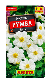  Георгина Румба белая цв.Аэлита