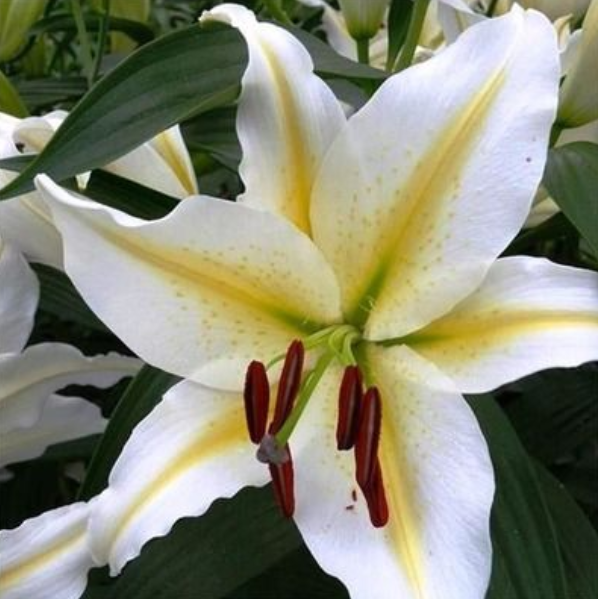  Лилия восточная Баферрари 12-14/К 2шт