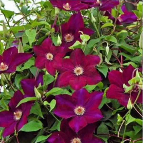  Саженцы Клематис крупноцветковый Мазовше