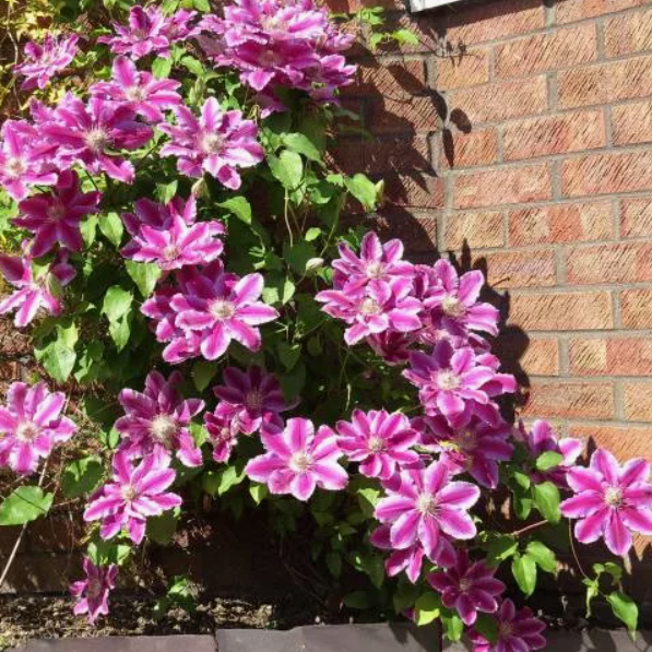  Саженцы Клематис крупноцветковый Доктор Раппел/К