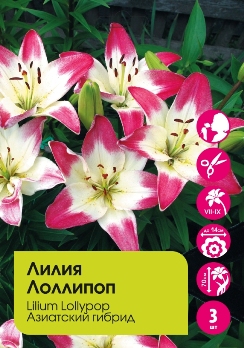  Лилия азиатская Лоллипоп 12-14/К 2шт 