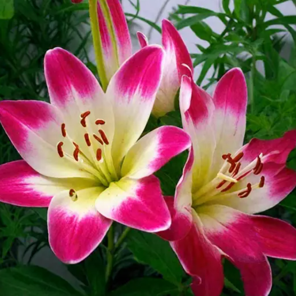  Лилия азиатская Лоллипоп 12-14/К 2шт 