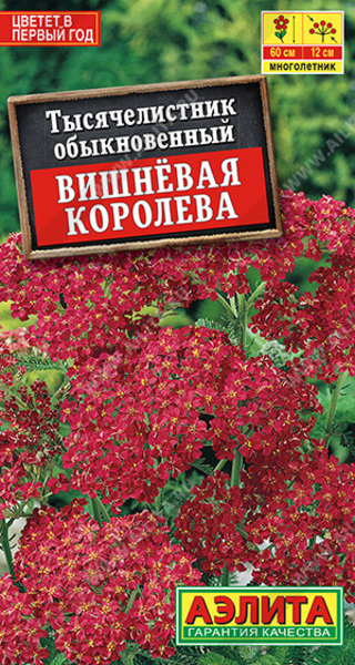  Тысячелистник Вишневая королева цв Аэлита