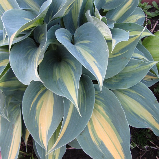  Хоста гибридная Катерина