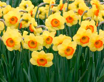  Нарцисс крупнокоронч Бэнтэм 5шт 12-14/К