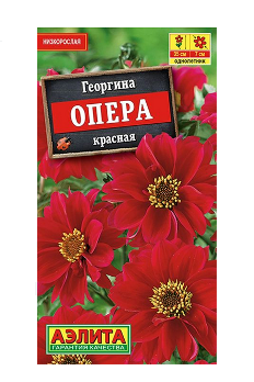  Георгина Опера красная цв.Аэлита