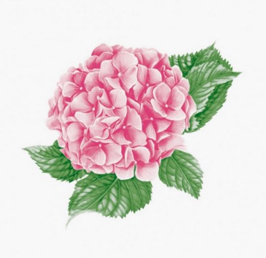  Салфетки бумажн. Art Bouquet 2-х сл 30шт Розовая гортензия 20*20см 57613