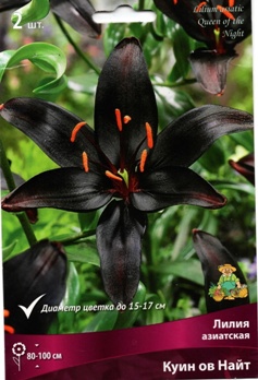  Лилия азиатская Куин ов найт 12-14/К 3шт