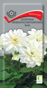 Георгина низкоросл Барокко белая 0,1г цв Поиск
