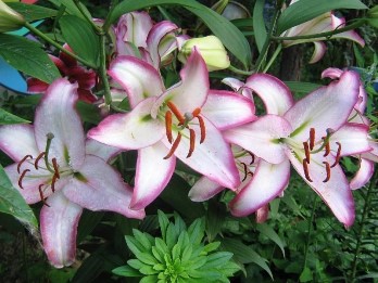  Лилия восточная Хотлайт 12-14/К 2шт