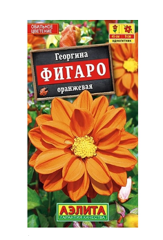  Георгина Фигаро махровая оранжевая цв. Аэлита