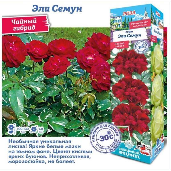  Роза чайно-гибридная Эли Семун  