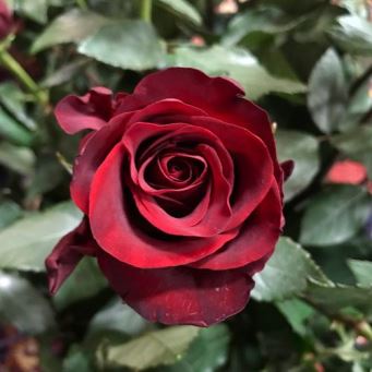  Роза чайно-гибридная Эксплорер