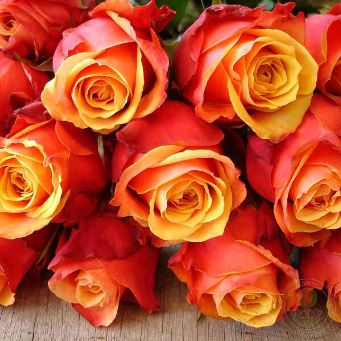  Роза чайно-гибридная Черри Бренди