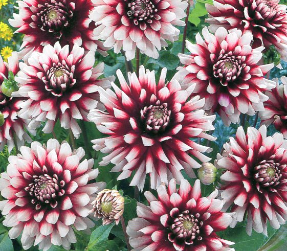  Георгина декоративная Кельвин Фладлайт I/К