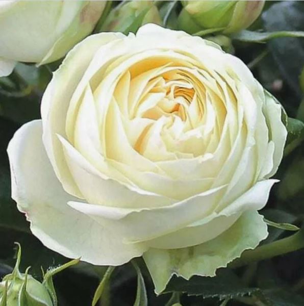  Роза чайно-гибридная Вайт Пиано 