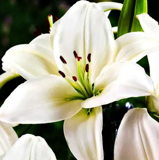  Лилия азиатская Йети 14-16/К 2шт