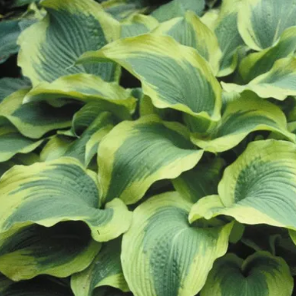  Хоста гибридная Атлантис
