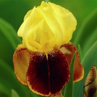  Ирис бородатый Раджа Брук