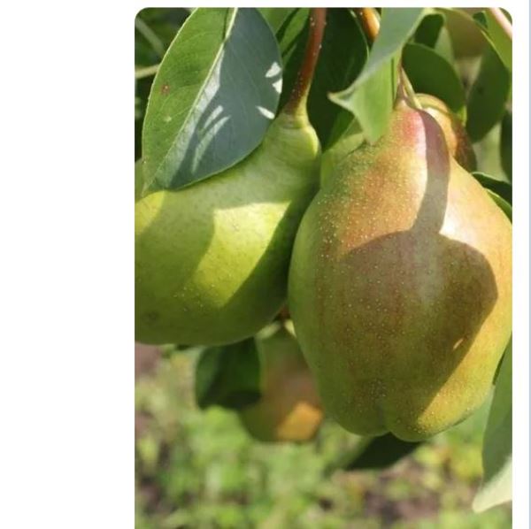  Саженец Груша Чудесница 1шт