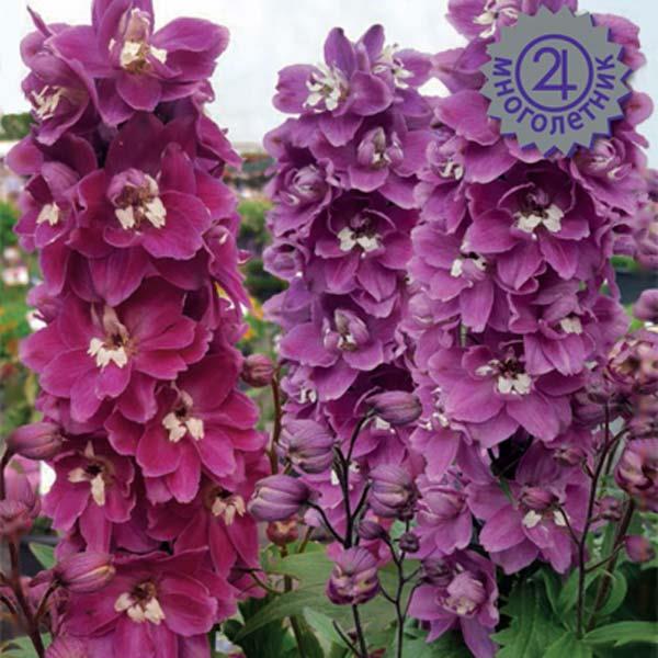  Дельфиниум высокий Мэджик Фонтэйнс Черри блоссом вайт би 10шт